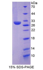 Figure 1. SDS-PAGE