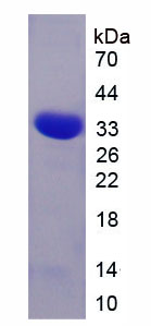 Figure 1. SDS-PAGE