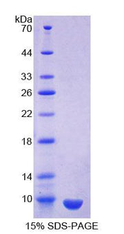 Figure 1. SDS-PAGE