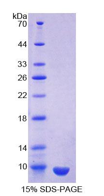 Figure 1. SDS-PAGE