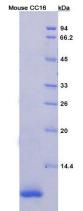 Figure 2. SDS-PAGE