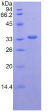 Figure 2. SDS-PAGE