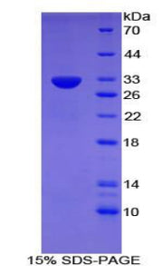 Figure 1. SDS-PAGE