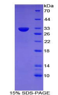Figure 1. SDS-PAGE