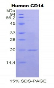 Figure 1. SDS-PAGE