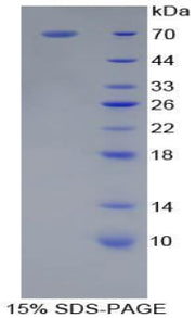 Figure 1. SDS-PAGE