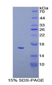 Figure 1. SDS-PAGE
