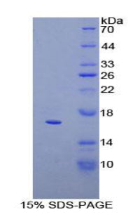 Figure 1. SDS-PAGE