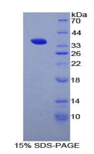 Figure 1. SDS-PAGE