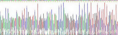 Recombinant Human Cluster Of Differentiation 24 (CD24)