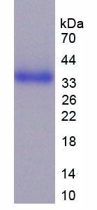 Figure 3. SDS-PAGE