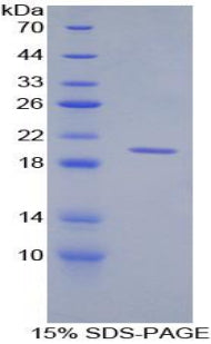 Figure 1. SDS-PAGE