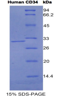 Figure 1. SDS-PAGE