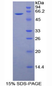 Figure 1. SDS-PAGE