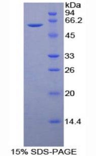Figure 1. SDS-PAGE