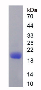 Figure 1. SDS-PAGE
