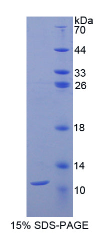 Figure 1. SDS-PAGE
