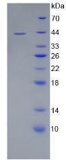 Figure 3. SDS-PAGE