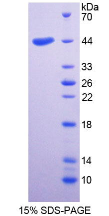 Figure 1. SDS-PAGE