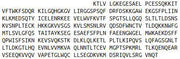 Recombinant Cluster Of Differentiation 4 (CD4), RPU40829