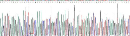 Recombinant Mouse Cluster Of Differentiation 4 (CD4)