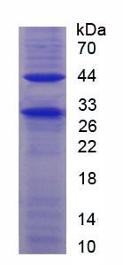 Figure 3. SDS-PAGE