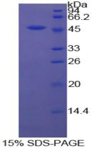 Figure 1. SDS-PAGE