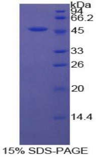 Figure 1. SDS-PAGE