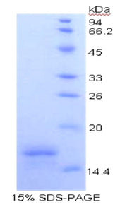 Figure 1. SDS-PAGE