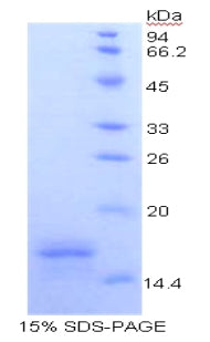 Figure 1. SDS-PAGE