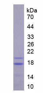 Figure 1. SDS-PAGE