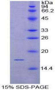 Figure 1. SDS-PAGE