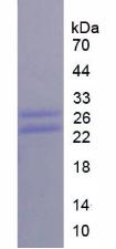 Figure 3. SDS-PAGE