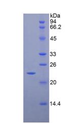 Figure 2. SDS-PAGE