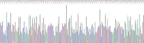 Recombinant Human Cluster Of Differentiation 8b (CD8b)