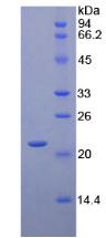 Figure 3. SDS-PAGE