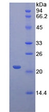 Figure 2. SDS-PAGE