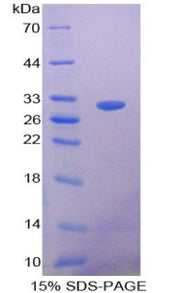 Figure 1. SDS-PAGE