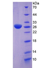 Figure 2. SDS-PAGE