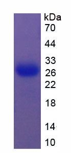 Figure 1. SDS-PAGE