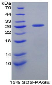 Figure 1. SDS-PAGE