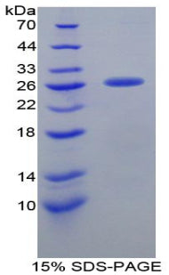 Figure 1. SDS-PAGE