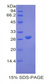 Figure 1. SDS-PAGE