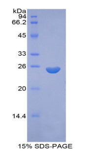 Figure 1. SDS-PAGE