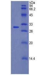 Figure 2. SDS-PAGE