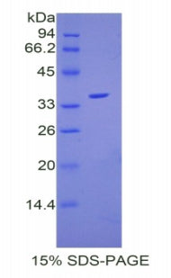 Figure 1. SDS-PAGE