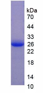 Figure 2. SDS-PAGE