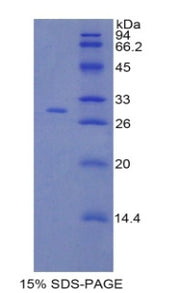 Figure 1. SDS-PAGE