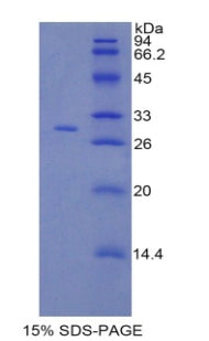 Figure 1. SDS-PAGE