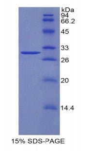 Figure 1. SDS-PAGE